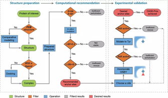 《自然》長文聚焦 北大陳鵬、王初團隊開發(fā)活體內(nèi)蛋白質(zhì)瞬時原位激活新技術(shù)